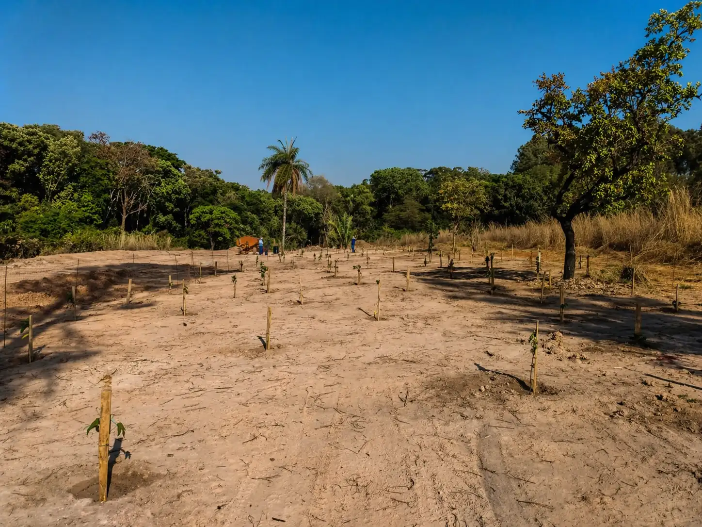 Área degradada em processo de recuperação com monitoramento ambiental e planejamento técnico