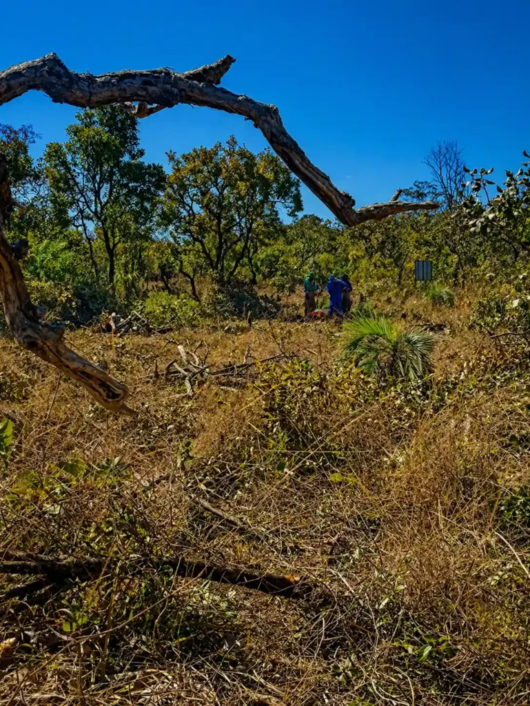 Supressão de vegetação com resgate e afugentamento de fauna em área ambiental no Distrito Federal